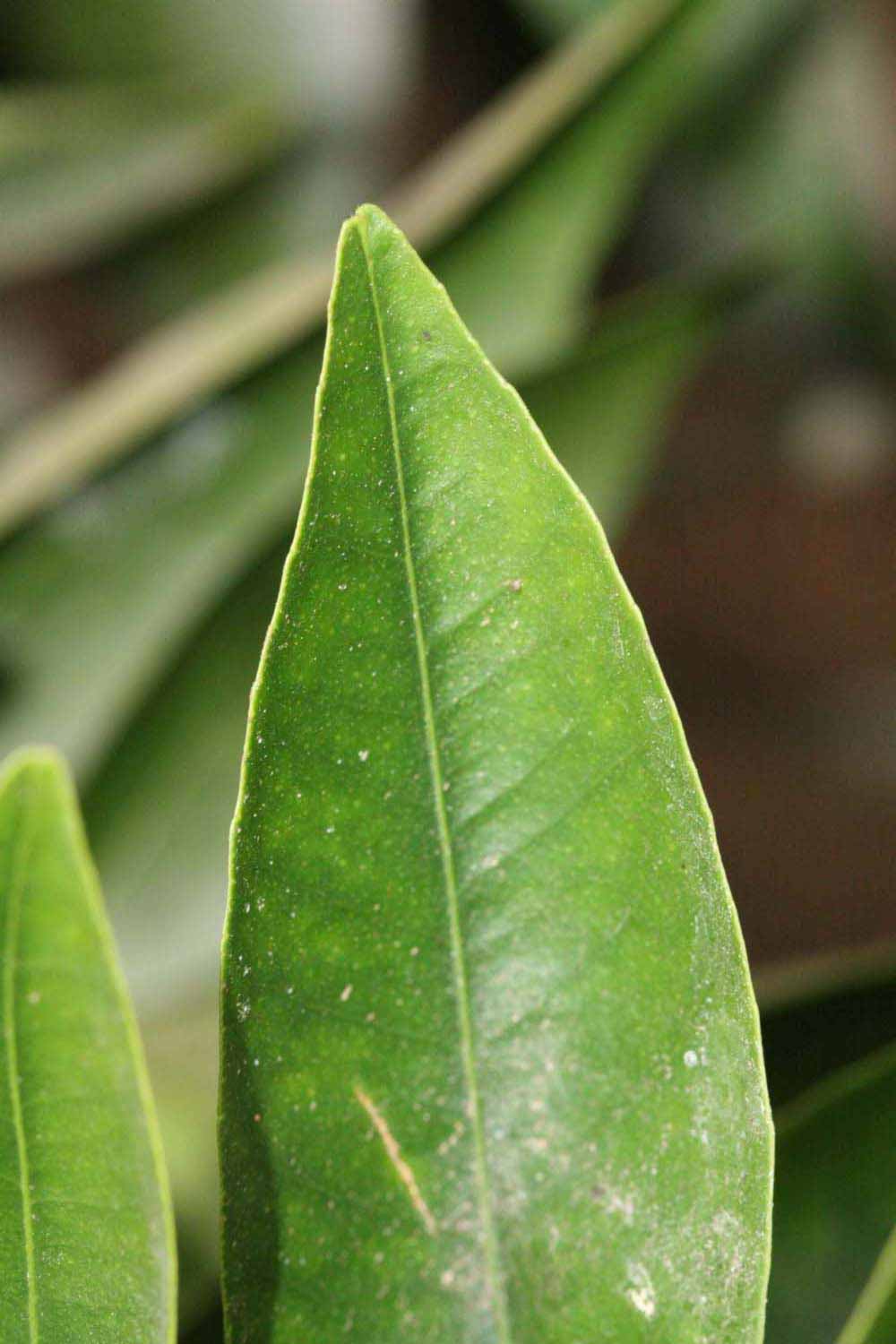              Margin (Riverside, CA)       